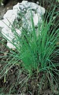 SEEDS - Chives